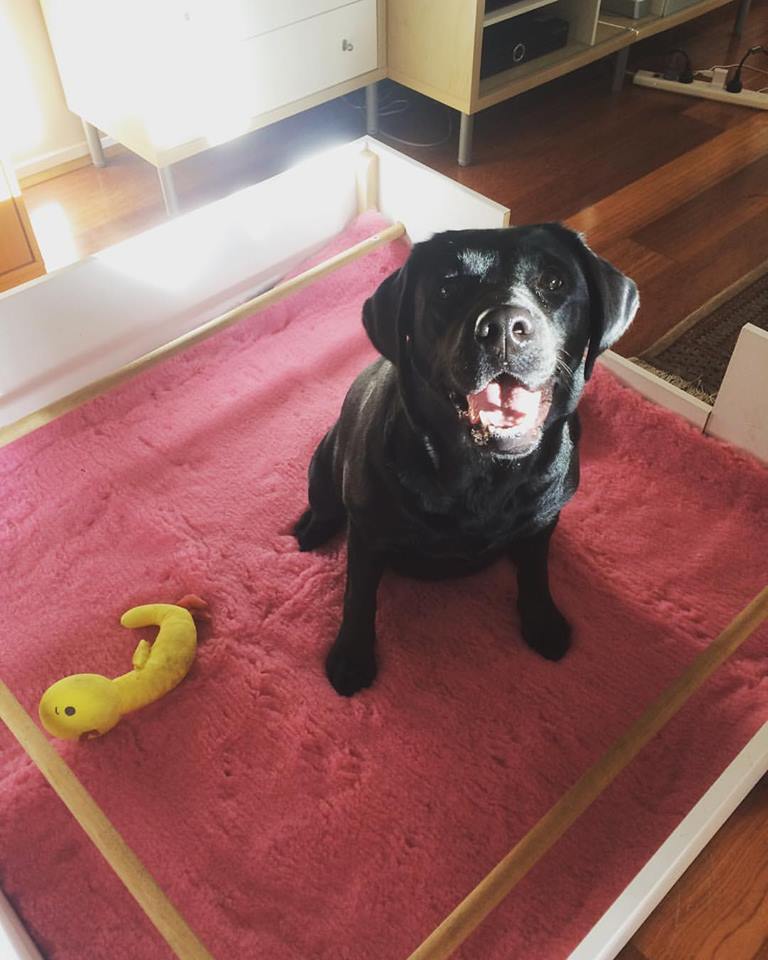 poppy-in-her-whelping-box