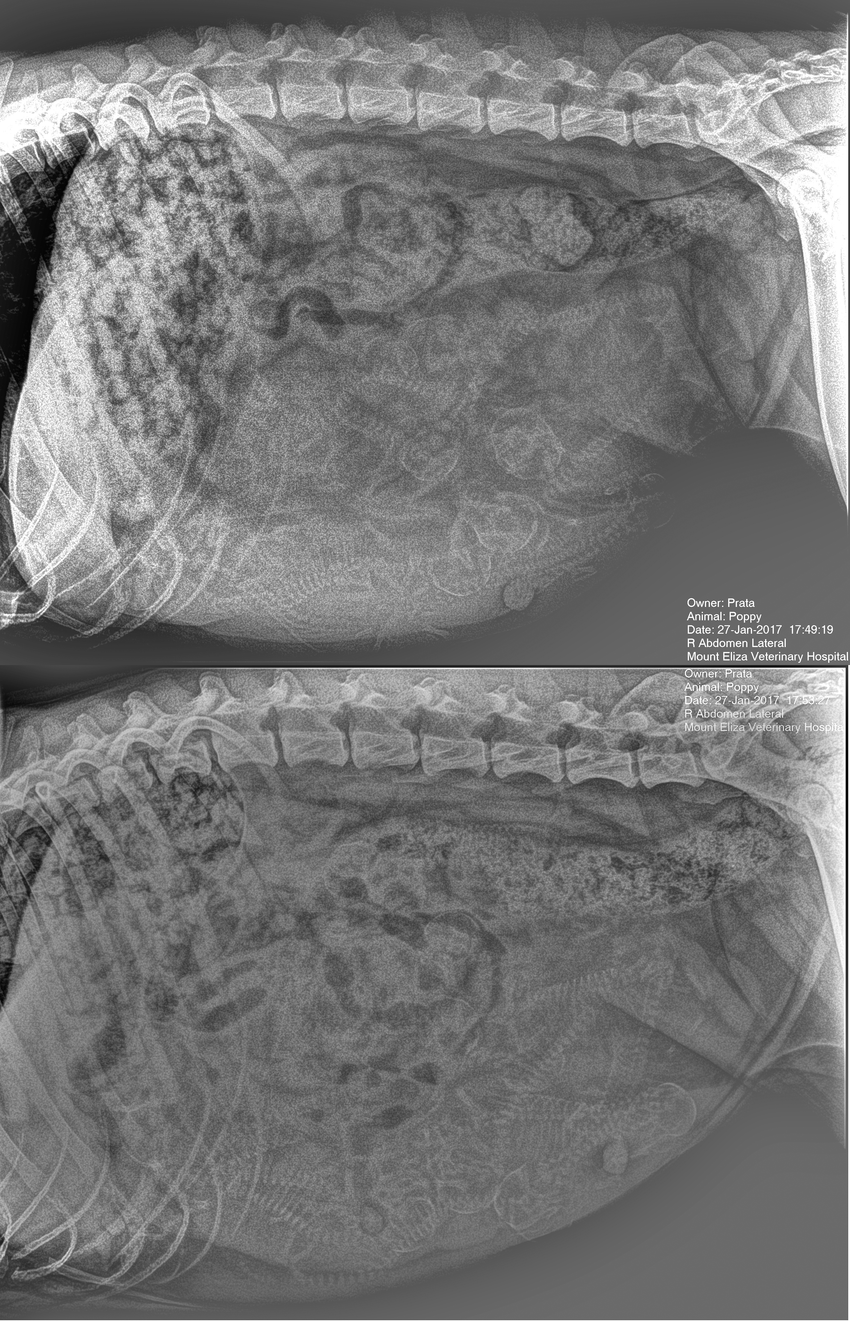 poppy_puppies_full-size