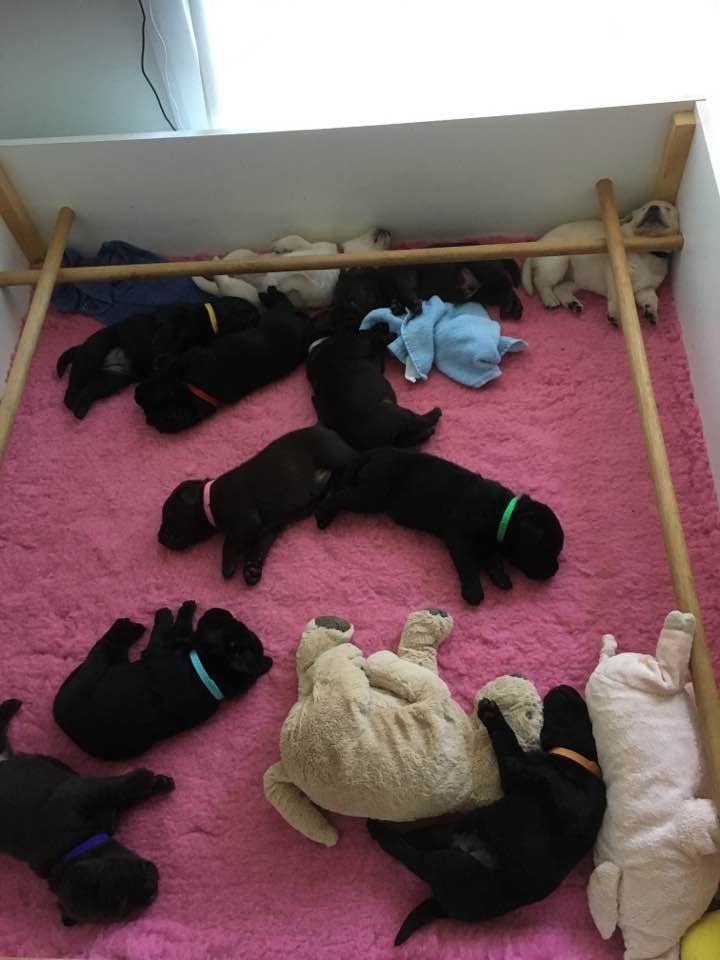 After dinner snooze 3 weeks old